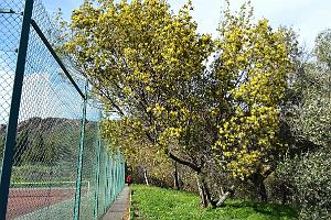 a053- Agay igesa